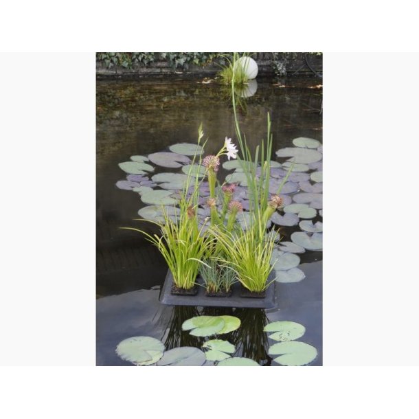 Flydende plante-