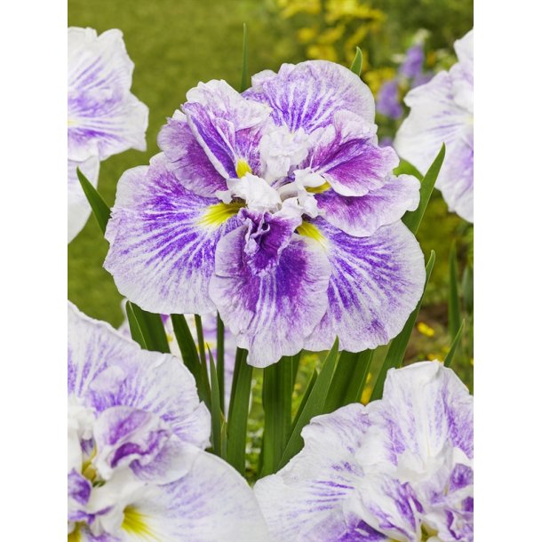 Iris Ensata Dinner Plate Cheese Cake