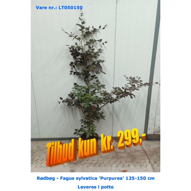 Rdbg - Fagus sylvatica 'Purpurea' 125-150 cm Leveres i potte