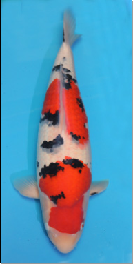 JAPANSKE KOI