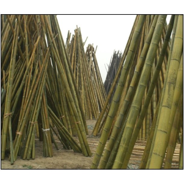 Bambus - L230 cm  10-15 cm