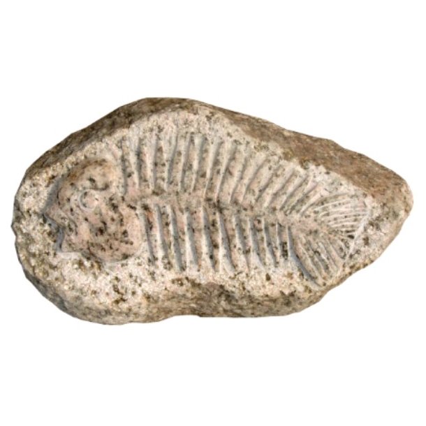 Fossil Natursten lys