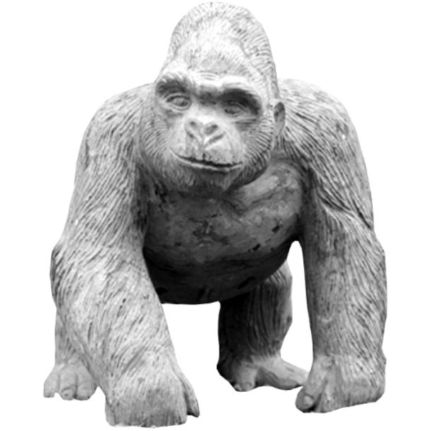 Gorilla Silverback